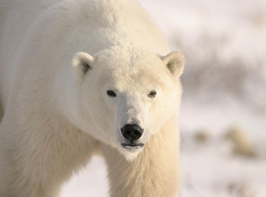 Reise in Kanada, Auf Eisbär-Pirsch an der Hudson Bay Naturreise