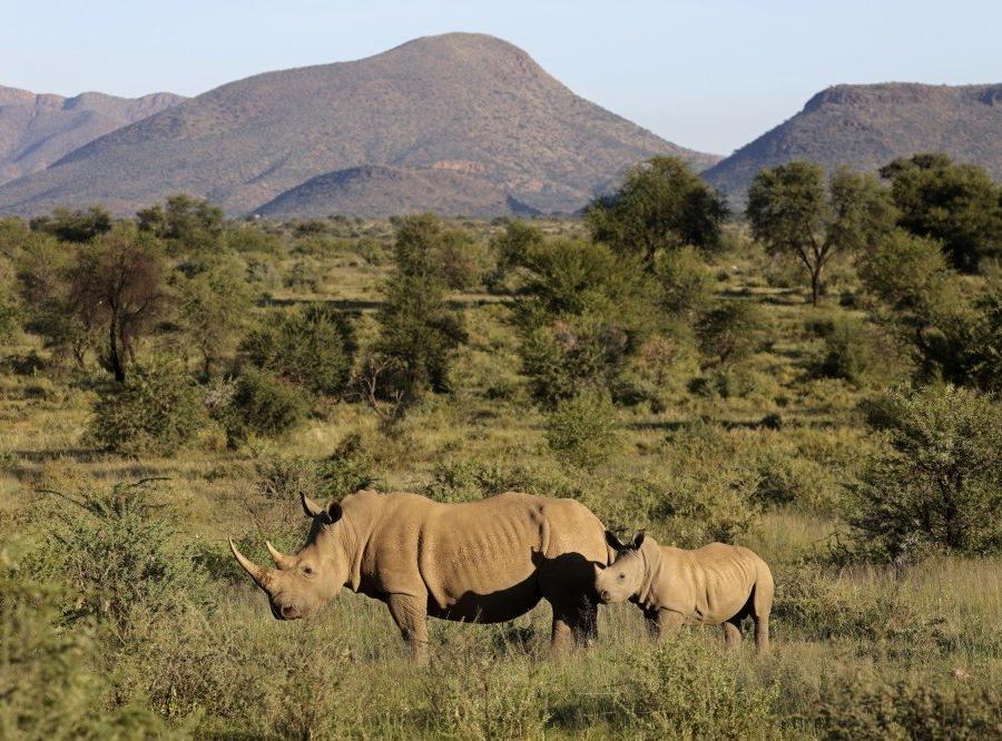 Reise in Namibia, Nashorn auf Pirschfahrt auf GocheGanas 5
