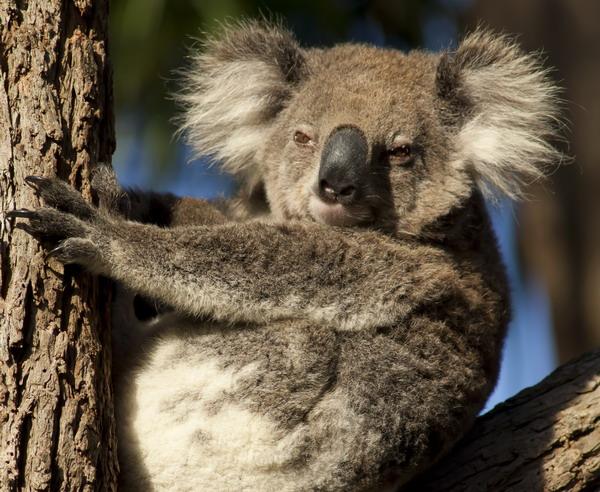 Reise in Australien, Australien - Naturerlebnisse made in Down Under