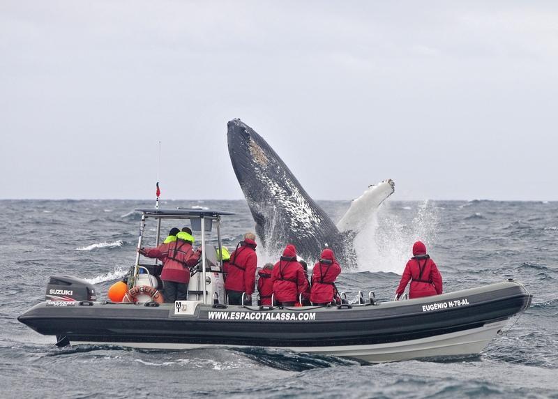 Reise in Portugal, Whale Watching mit Espaco Talassa