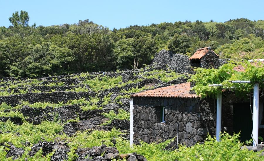 Reise in Portugal, Azoren: Trauminseln im Atlantik (14 Tage Wanderreise mit Inselhüpfen auf 4 Inseln)