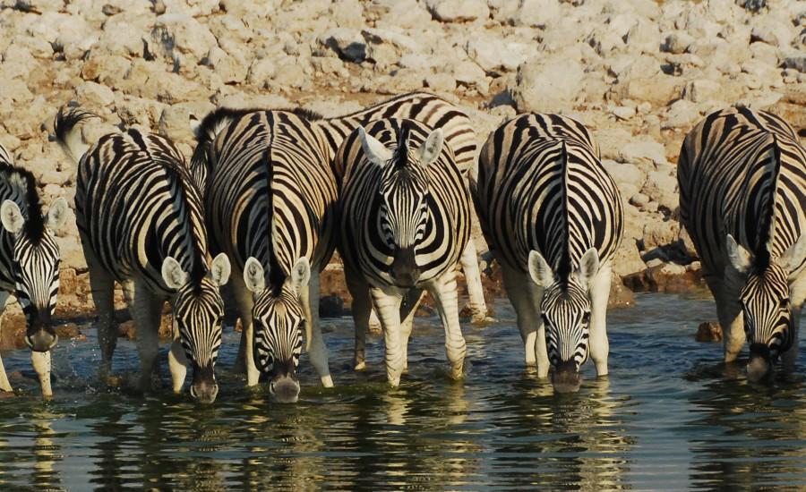 Reise in Botswana, Botswana - Namibia: Wüsten, Wildtiere und Wasser (22 Tage Trans-Delta- und Wüsten-Safari)