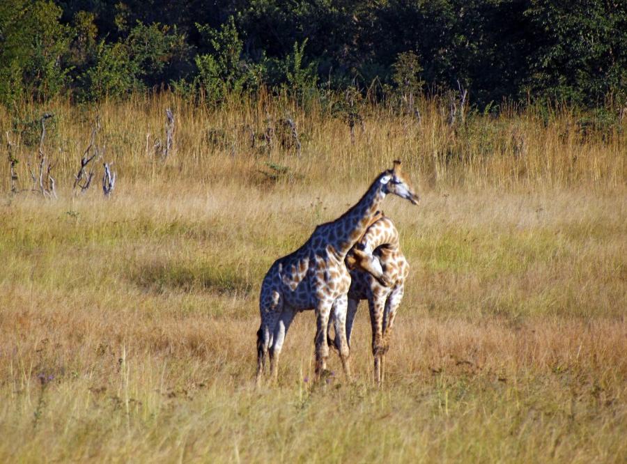 Reise in Botswana, Botswana stilvoll: Wildnis-Abenteuer & Lodge-Entspannung Safari