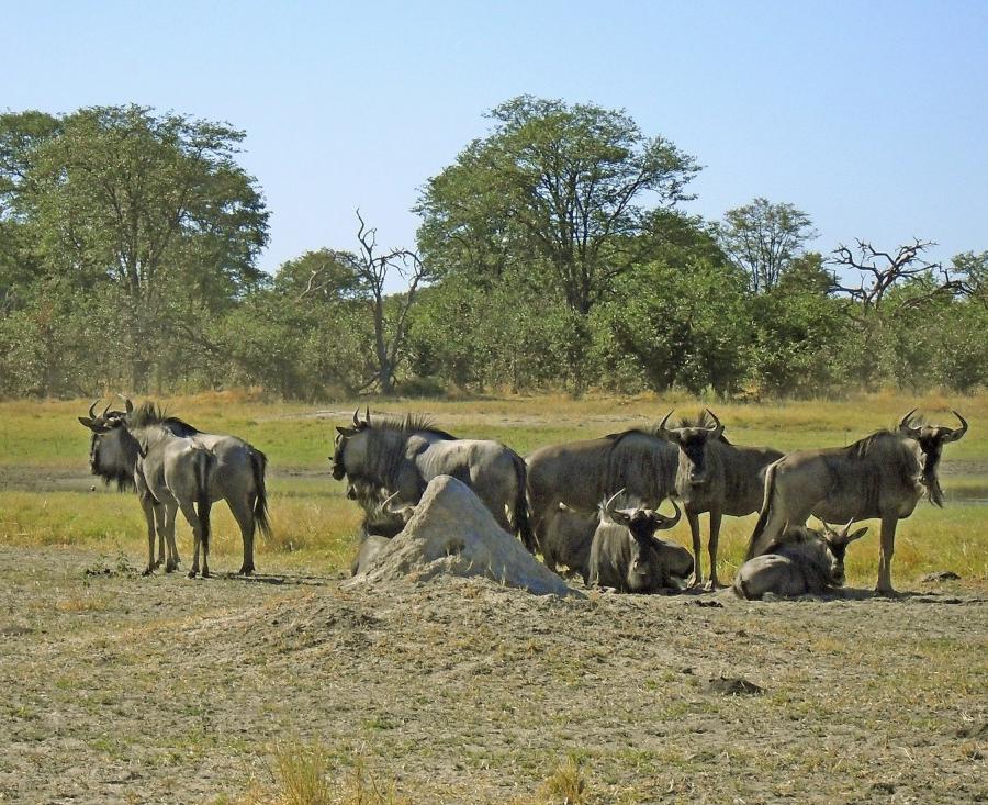 Reise in Botswana, Buffalo Safari Campingsafari