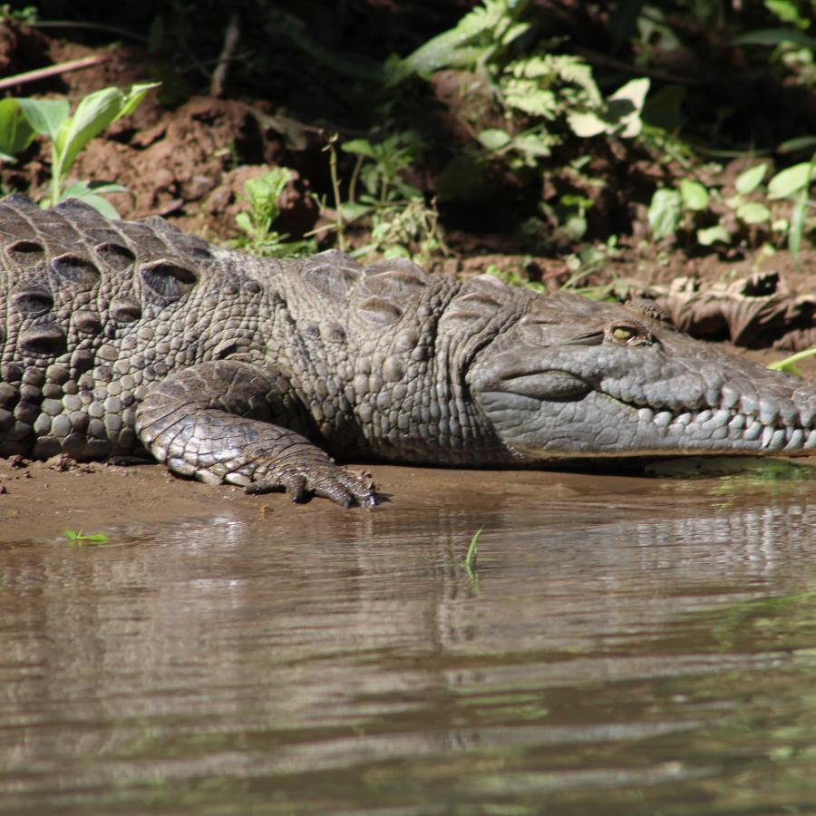 Reise in Costa Rica, avenTOURa_Krokodil.JPG.jpg