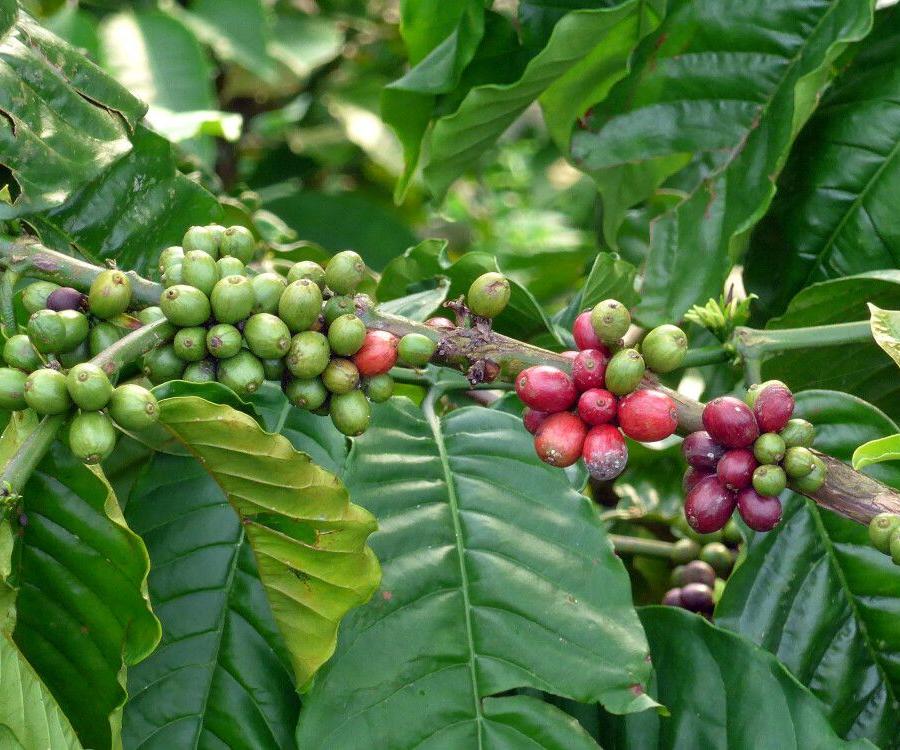 Reise in São Tomé & Principe, Kaffeestrauch