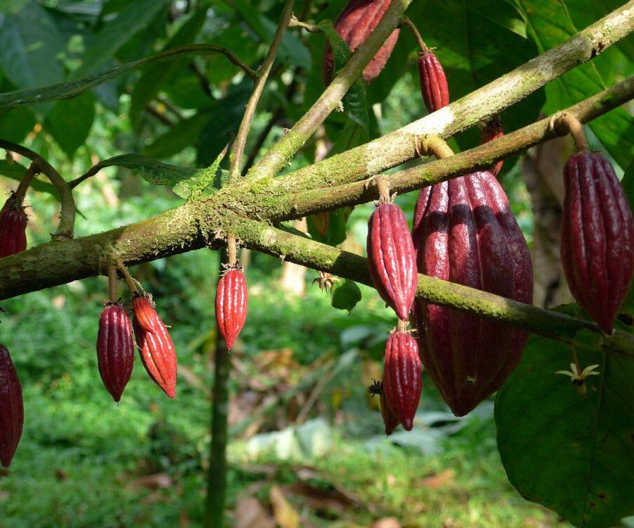 Reise in São Tomé & Principe, Kakao