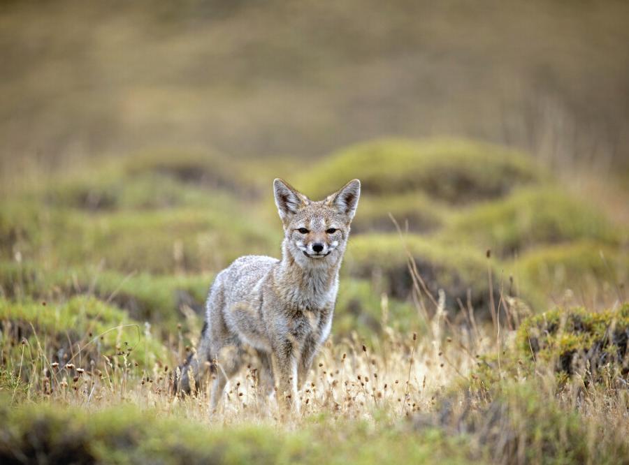 Reise in Argentinien, Fuchs im Nationalpark Torres del Paine