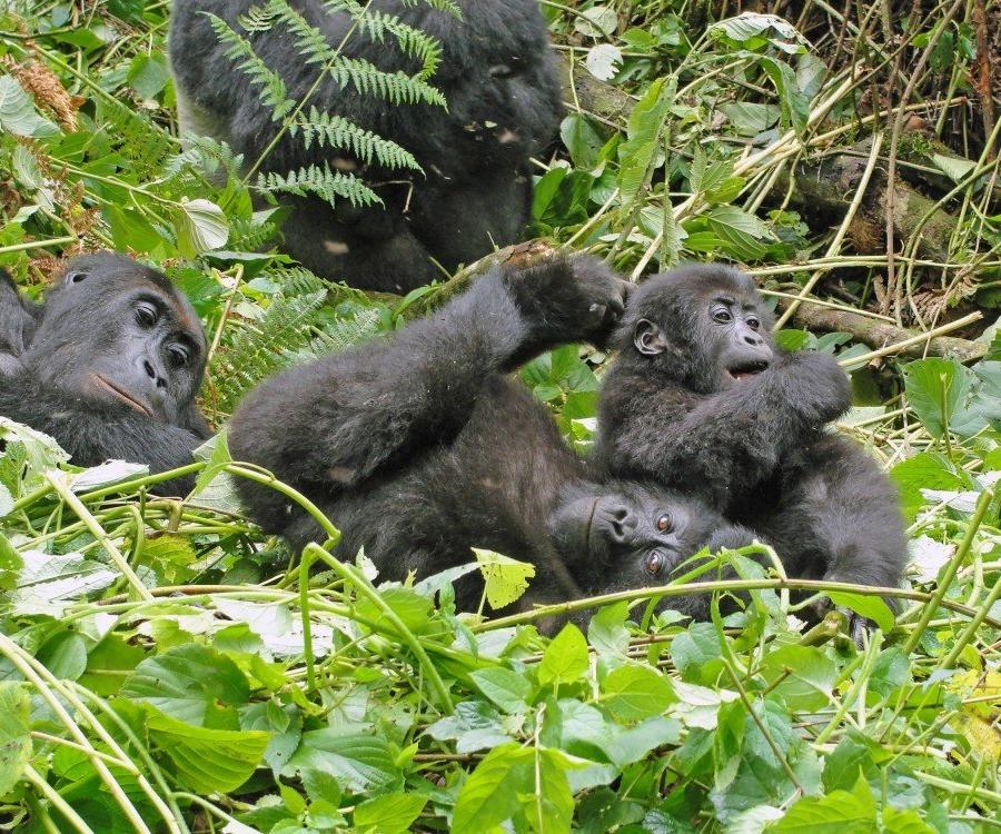 Reise in Demokratische Republik Kongo, Flachlandgorillas im Kahuzi Biega Nationalpark
