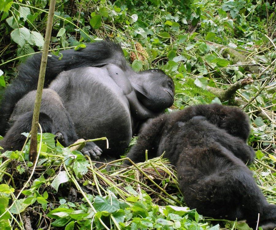Reise in Demokratische Republik Kongo, Flachlandgorillas im Kahuzi Biega Nationalpark