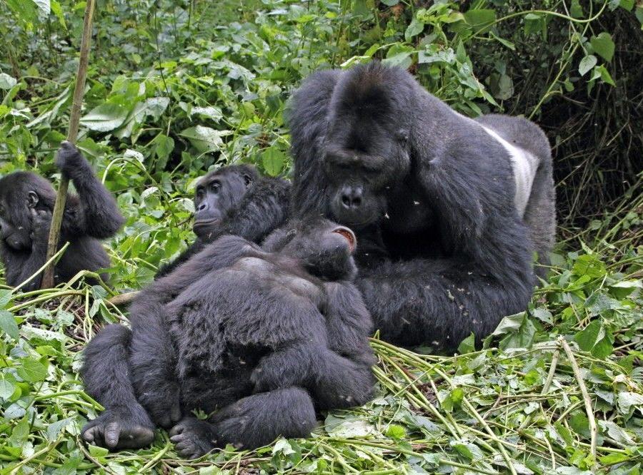 Reise in Demokratische Republik Kongo, Gorillafamilie