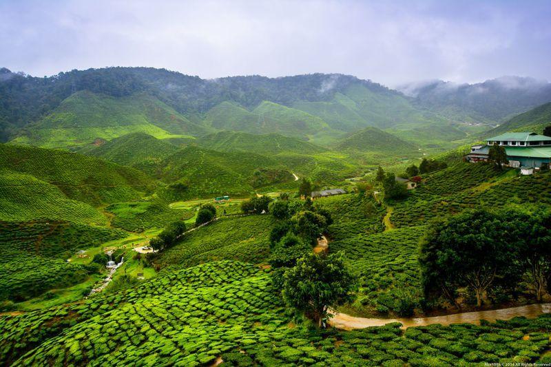 Reise in Bhutan, Indien & Bhutan: Teefelder und Maskentänze