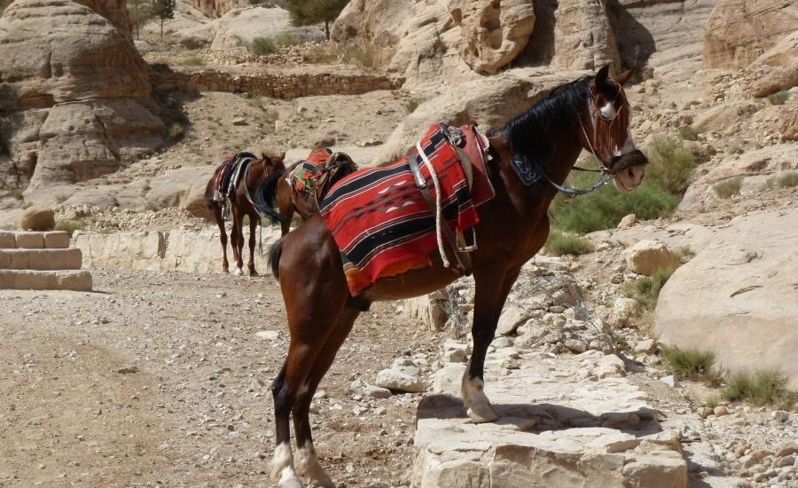 Reise in Jordanien, Jordanien: Wo die sieben Säulen der Weisheit ruhen (10 Tage Erlebnisreise mit Wandern (Hotel und Zelt-Camp))