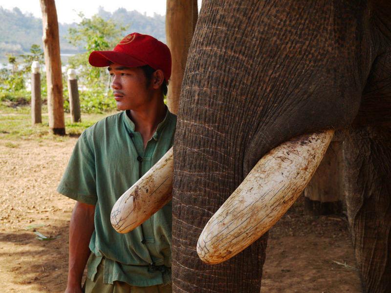Reise in Laos, Laos: Laotisches Dschungelbuch