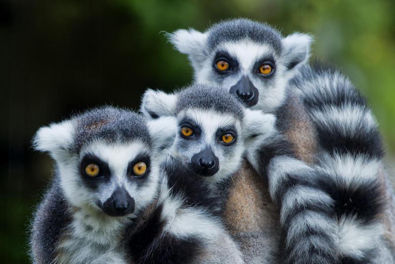 Reise in Madagaskar, Madagaskar - Regenwald, Lemuren und Tropenstrand
