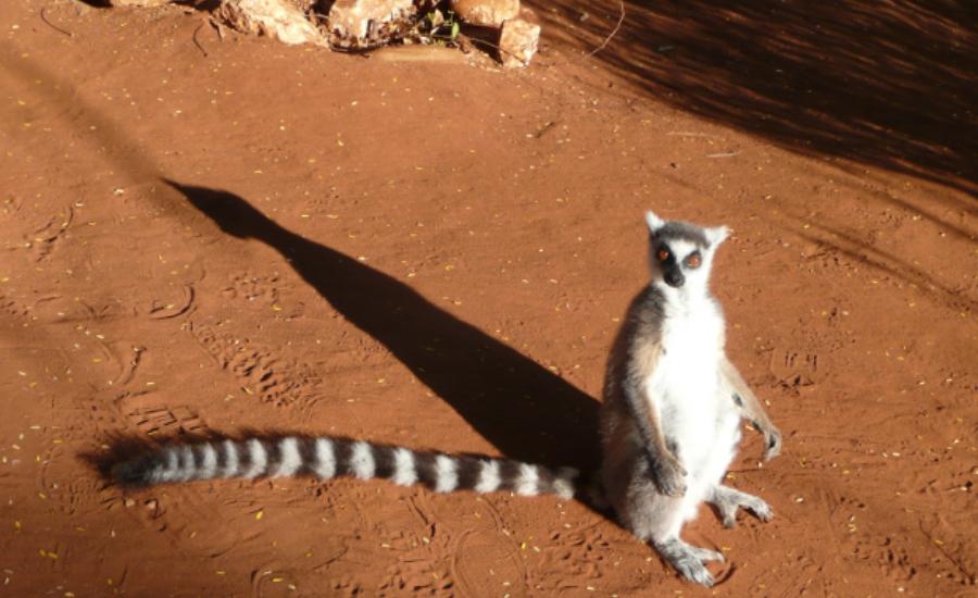 Reise in Madagaskar, Madagaskar - Entdeckungen auf der Insel der Lemuren (24 Tage Erlebnisrundreise)