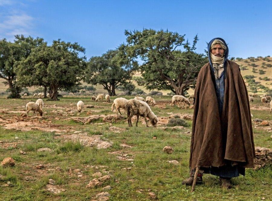 Reise in Marokko, Hirte mit Schafen