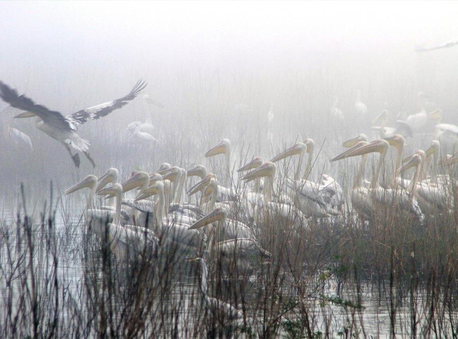 Reise in Mosambik, Pelikane im Morgennebel des Urema-Sees, Gorongosa-Nationalpark