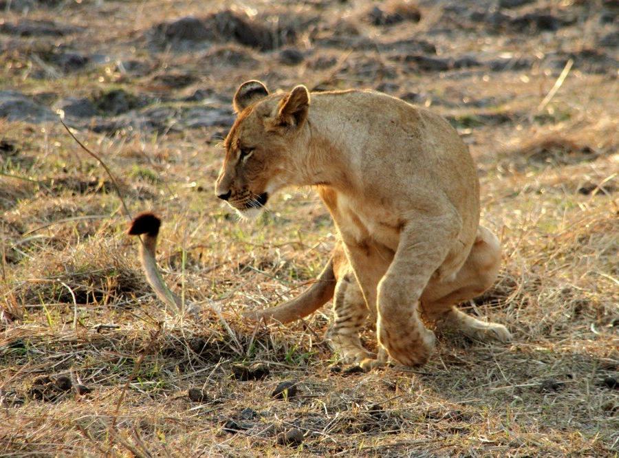 Reise in Mosambik, Junger Löwe im Gorongosa-Nationalpark