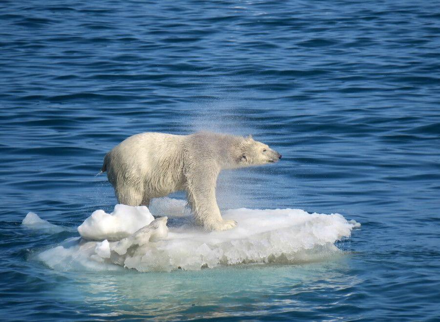 Reise in Russland, Eisbären sieht man häufig auf Wrangel Island