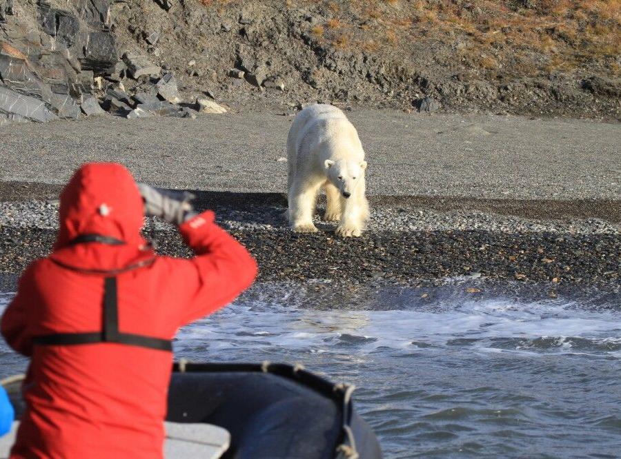 Reise in Russland, Eisbär auf Wrangel