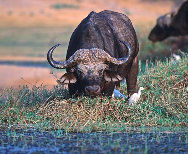 Reise in Simbabwe, Kaffernbüffel an einem Wasserloch in Simbabwe
