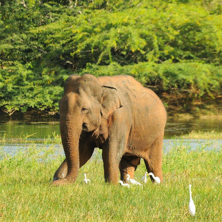 Reise in Sri Lanka, Sri Lanka for family