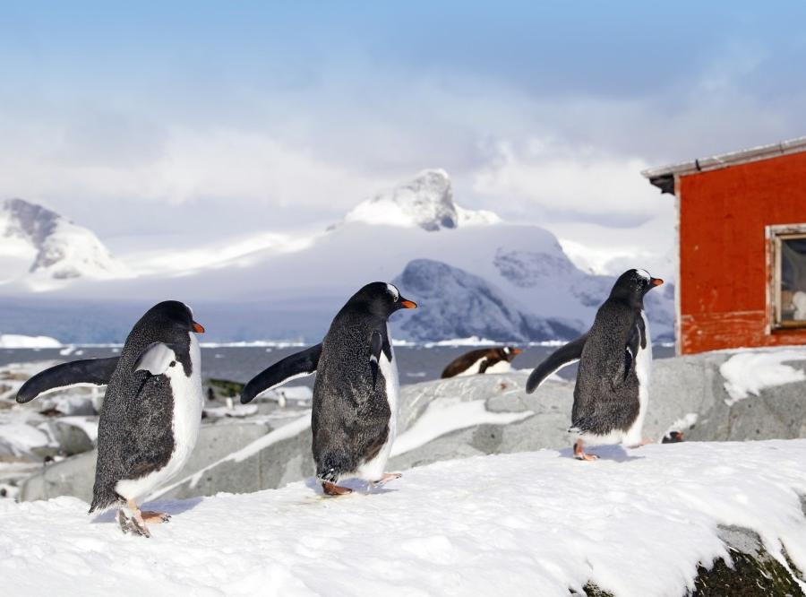 Reise in Antarktis, Terra Incognita – Abenteuer am Polarkreis Expeditionskreuzfahrt Antarktische Halbinsel • South-Shetland-Inseln