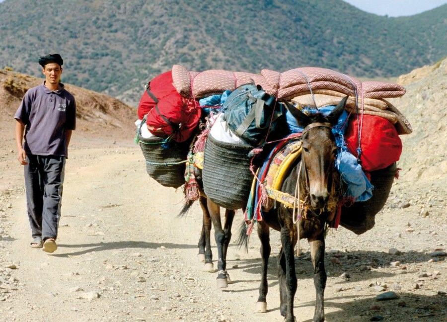 Reise in Marokko, Maultiere beim Gepäcktransport
