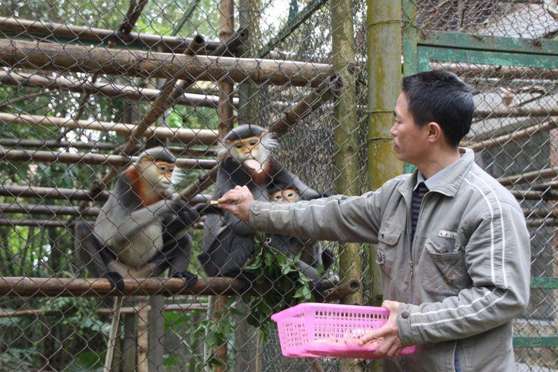 Reise in Vietnam, Mitarbeiter des EPRC füttert Primaten in Vietnam