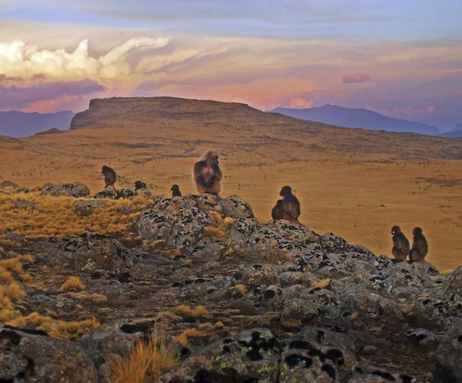 Reise in Äthiopien, Vom Abessinischen Hochland in die Wüste Danakil Trekking- und Kulturrundreise