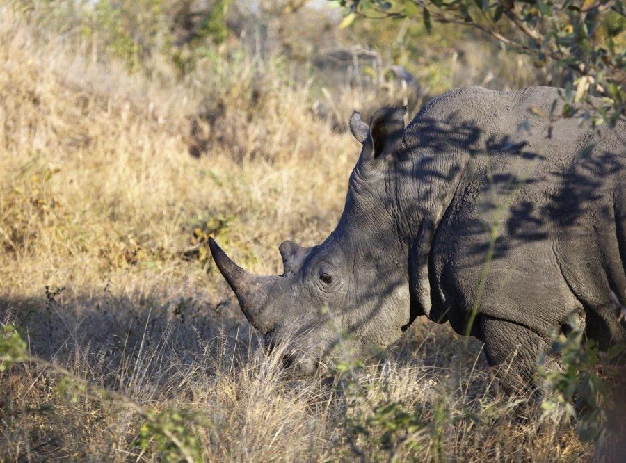 Reise in Südafrika, Nashorn im Krüger-Nationalpark