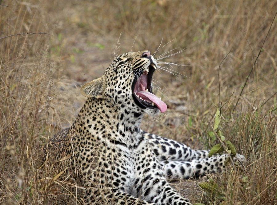 Reise in Südafrika, Leopard im Krüger-Nationalpark