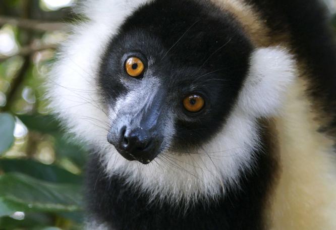 Reise in Madagaskar, Madagaskar：Höhepunkte