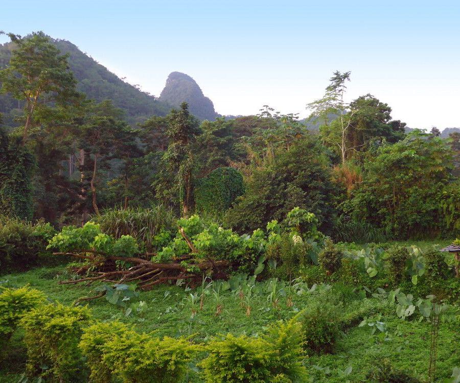 Reise in São Tomé & Principe, Regenwaldlandschaft